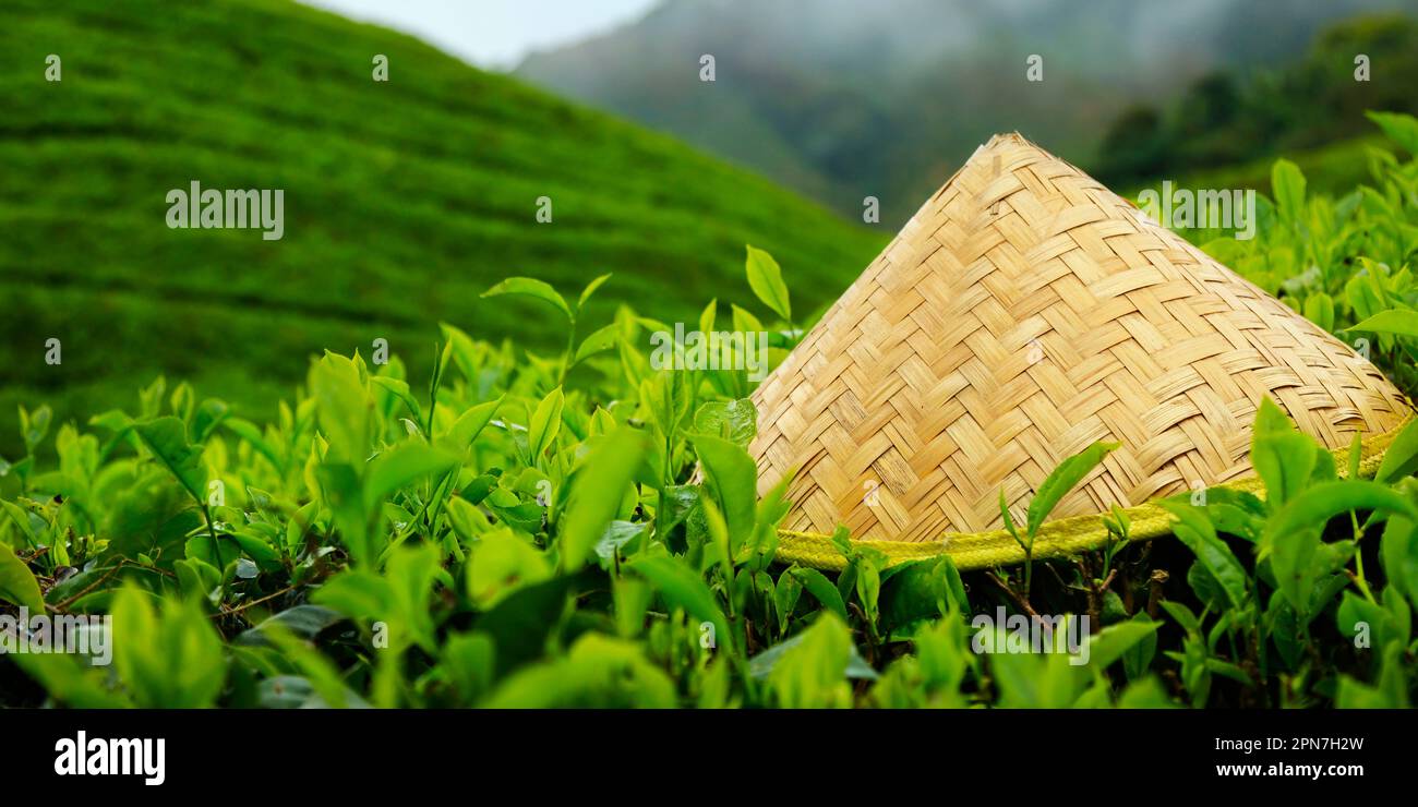 Bambushut auf Teeblättern in der Teeplantage Stockfoto