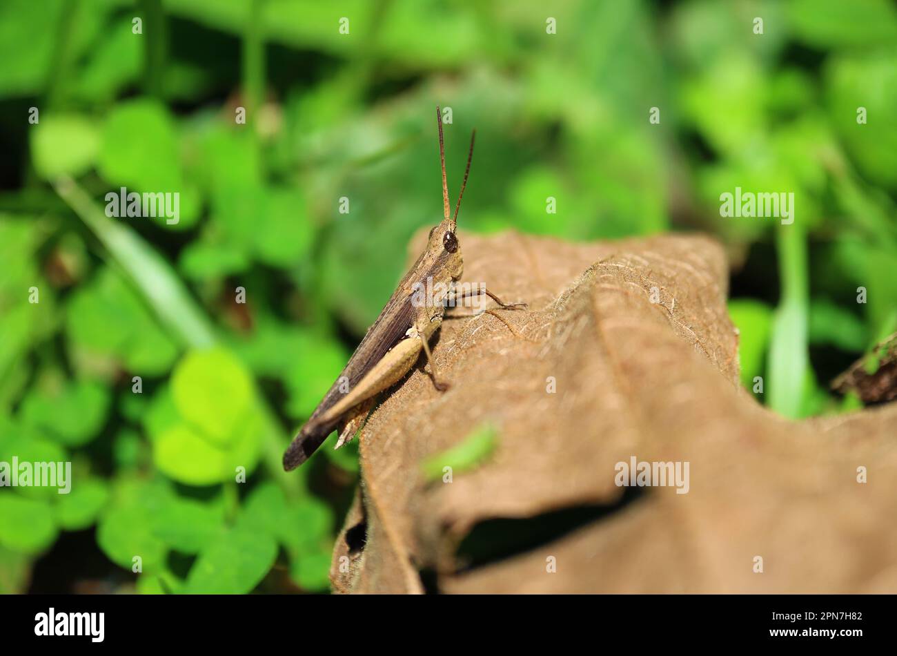 Nahaufnahme eines braunen Grashüpfers, der auf getrockneten Blättern klettert Stockfoto