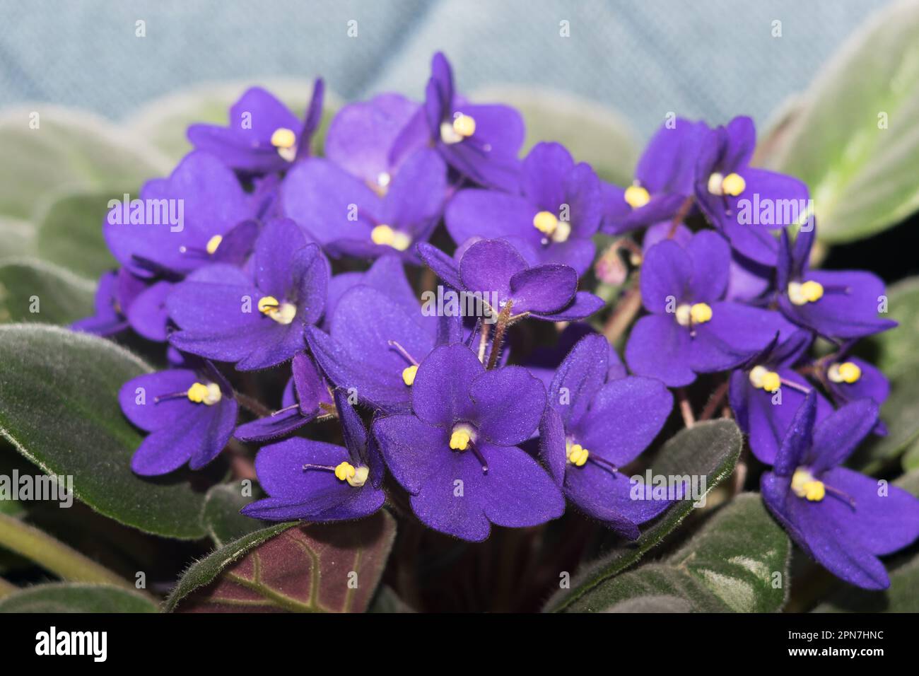 Potted African Violet. Saintpaulia ionantha isoliert auf weißem Hintergrund. Stockfoto