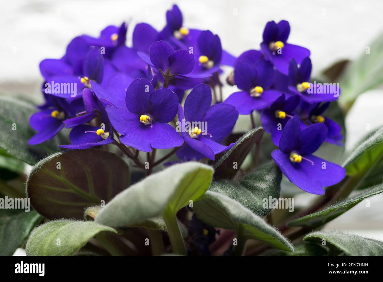 Potted African Violet. Saintpaulia ionantha isoliert auf weißem Hintergrund. Stockfoto