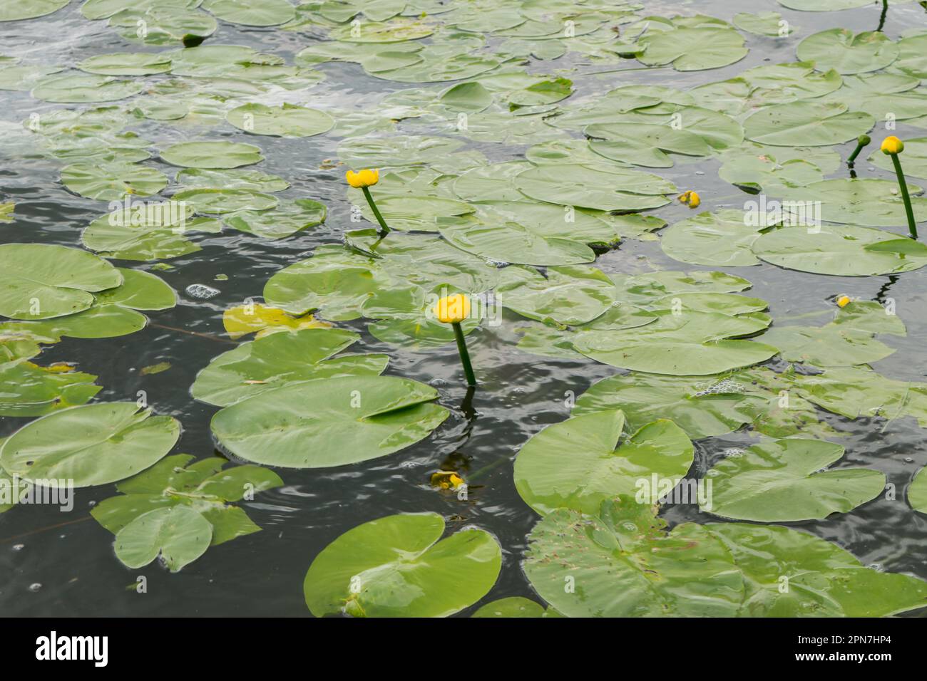 Blick von oben auf Lilien mit gelben Blumen in einem Teich im Park. Horizontale Ausrichtung. Stockfoto