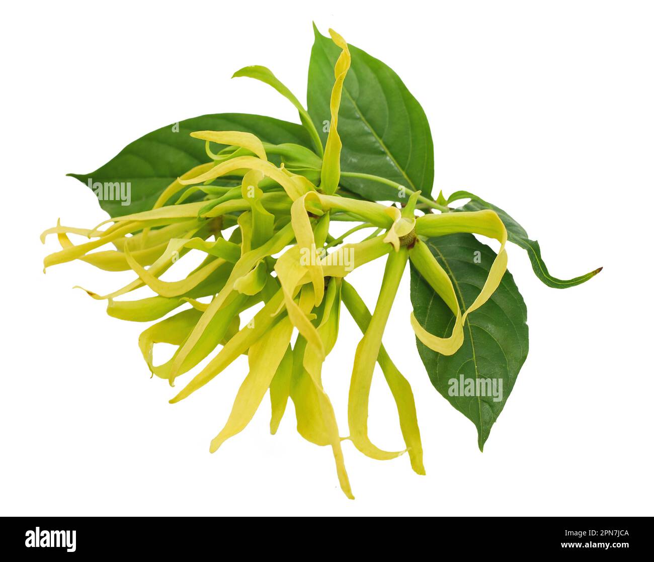 Ylang Ylang Blume isoliert auf weißem Hintergrund Stockfoto