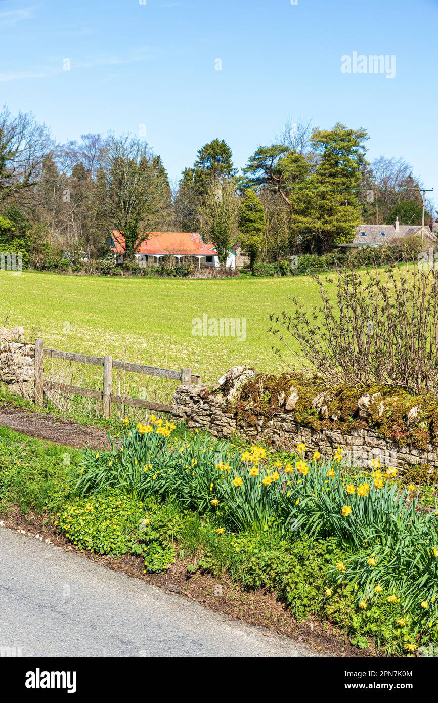 Narzissen wachsen in der Gasse neben Whiteway Colony, einer Wohngemeinde in den Cotswolds bei Miserden, Stroud, Gloucestershire, England Stockfoto