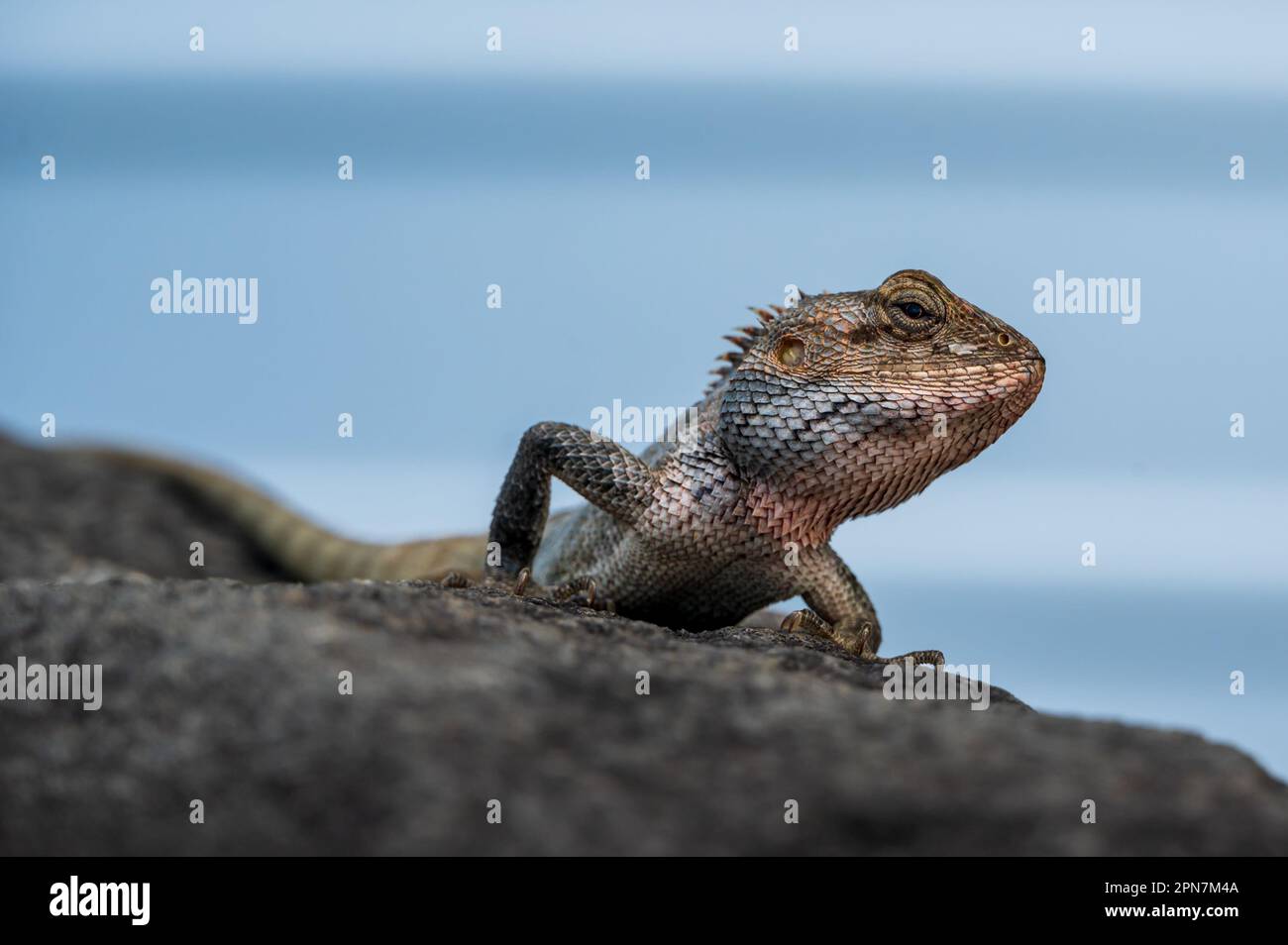 Chamäleon sonnt sich in der Sonne, Insel Mauritius Stockfoto