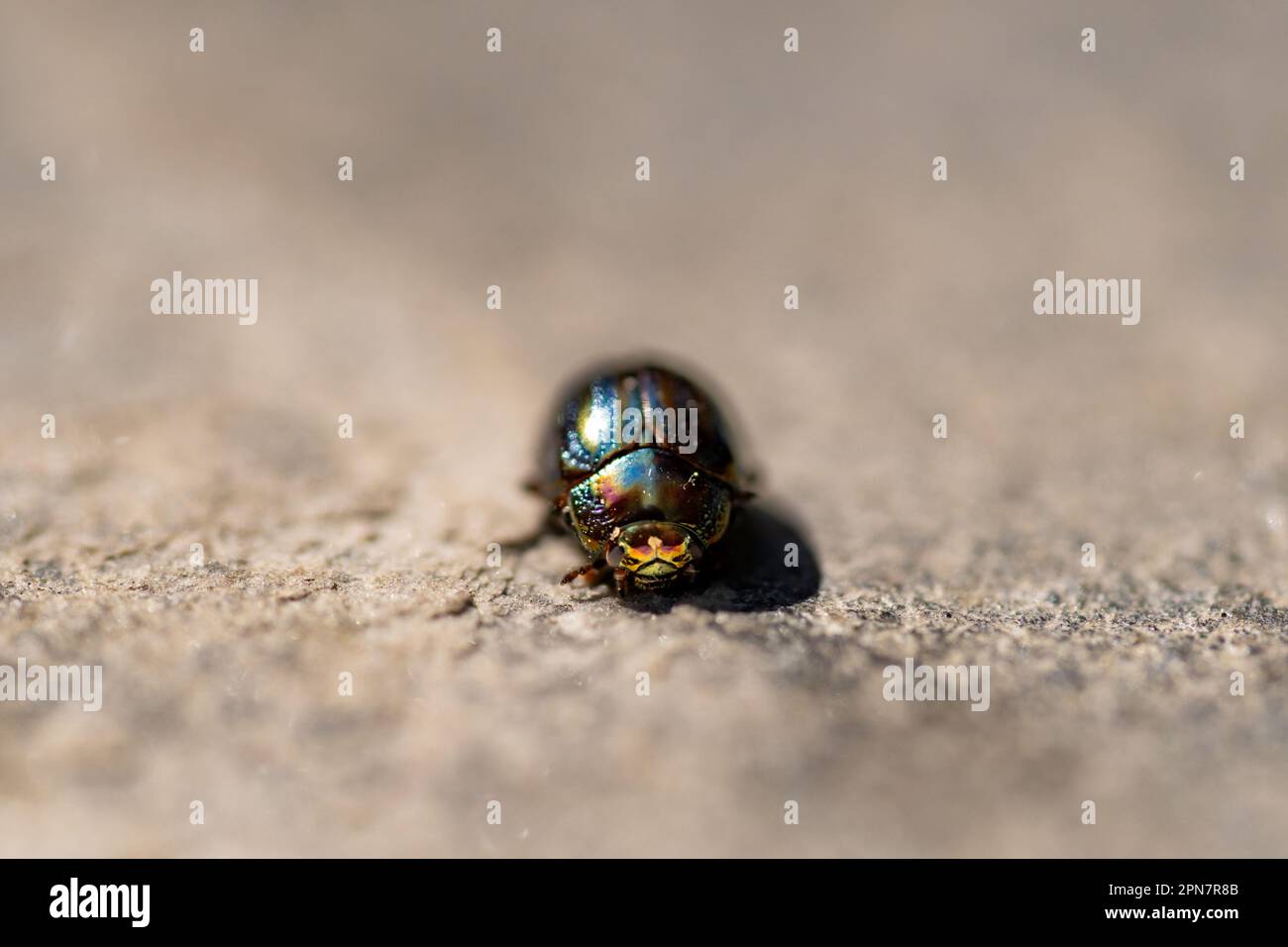 Chrysolina americana-Insekt oder Rosmarin-Käfer, der gerade nach vorn blickt, mit seinen Augen zur Kamera Stockfoto