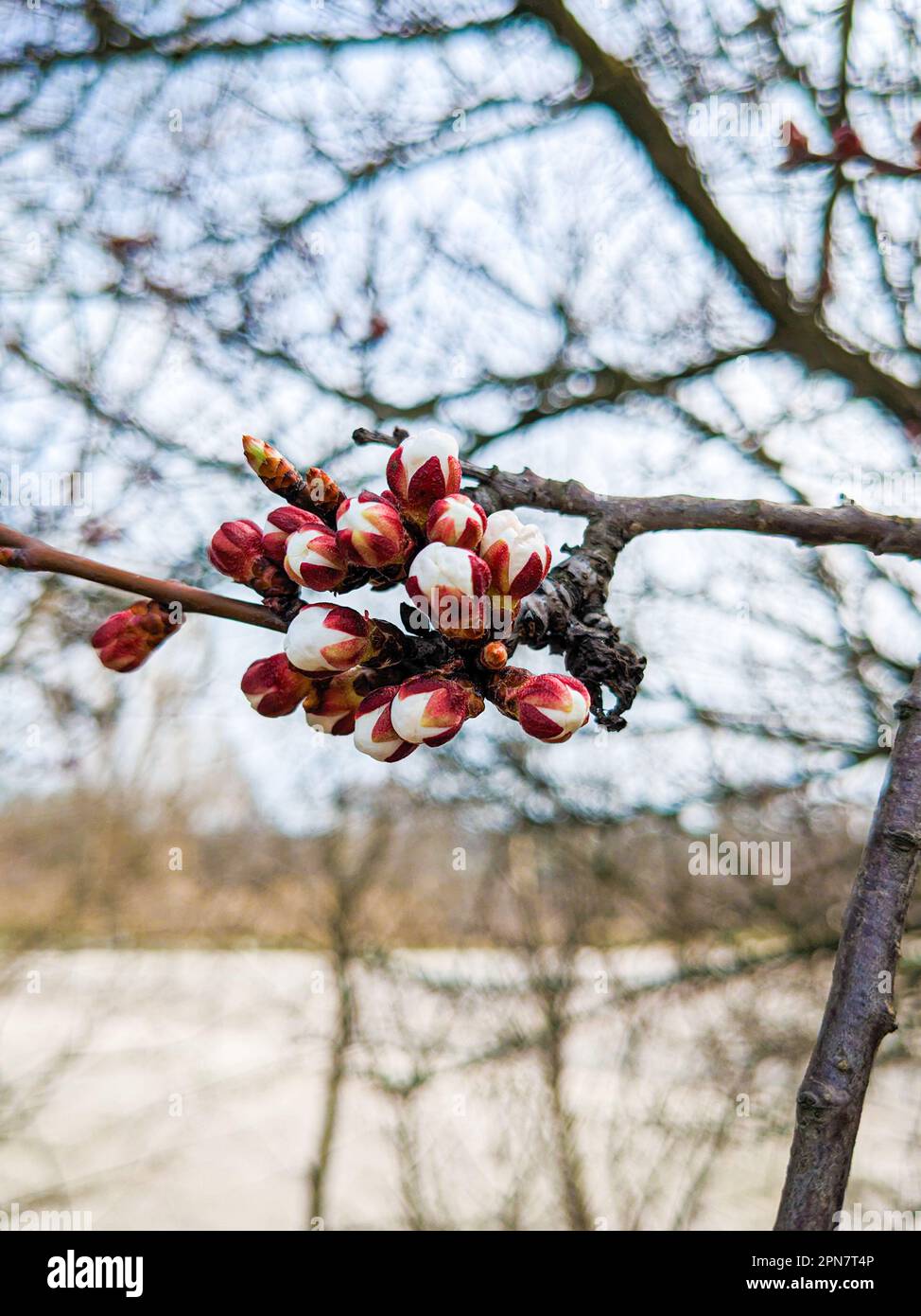 Blühender Aprikosenbaum, ungezogene Knospen im Frühling Stockfoto