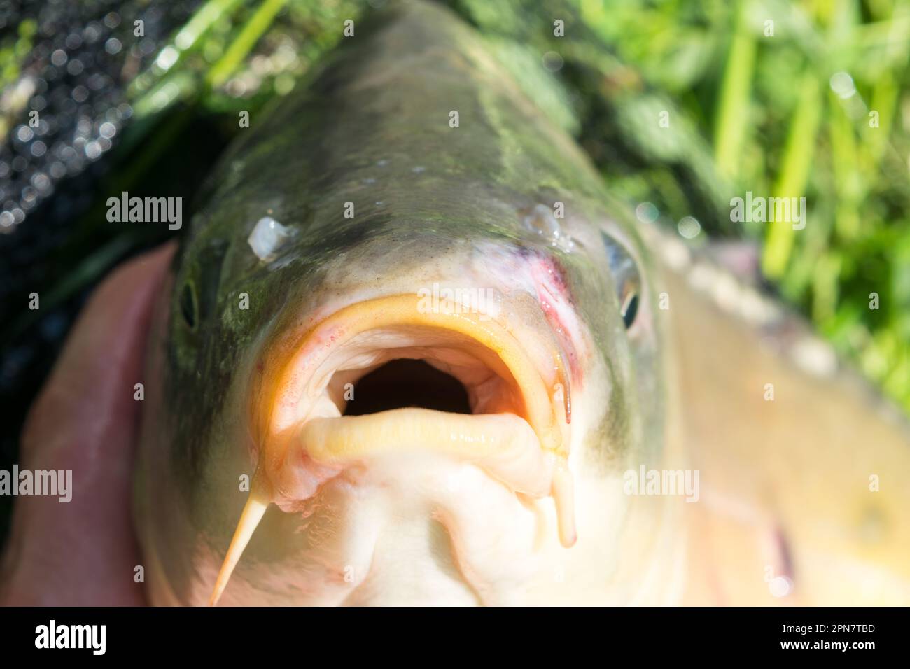 Nahaufnahme eines Karpfenkopfes, eines gefangenen Karpfens, der in einem Netz auf dem Gras liegt Stockfoto