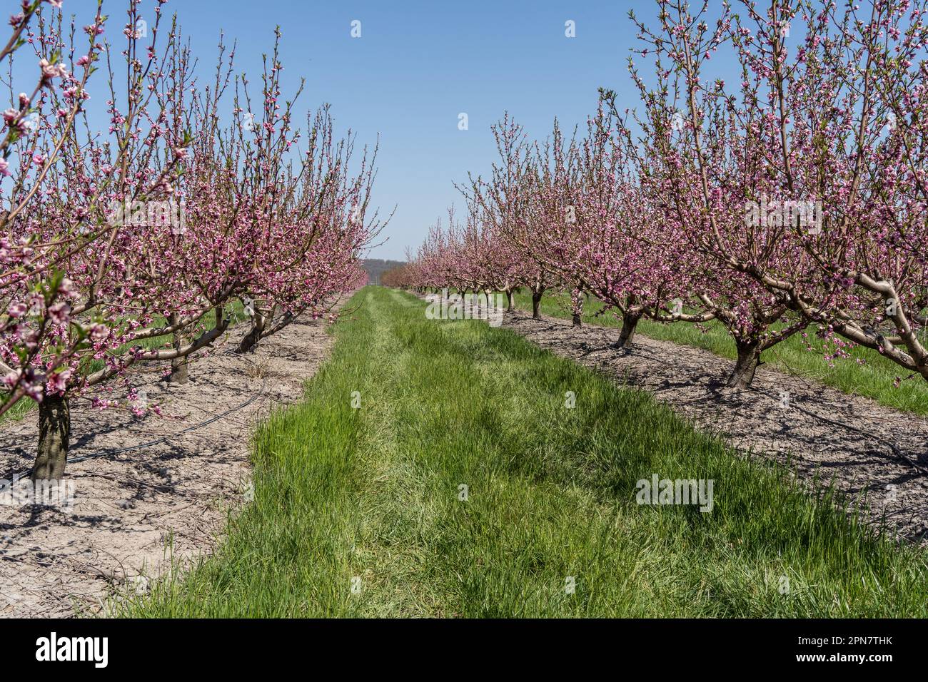 Wunderschöne Pfirsichbäume auf einem Obstgarten, der im Frühling blüht Stockfoto