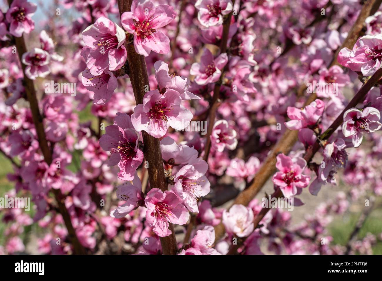 Wunderschöne Pfirsichbäume auf einem Obstgarten, der im Frühling blüht Stockfoto