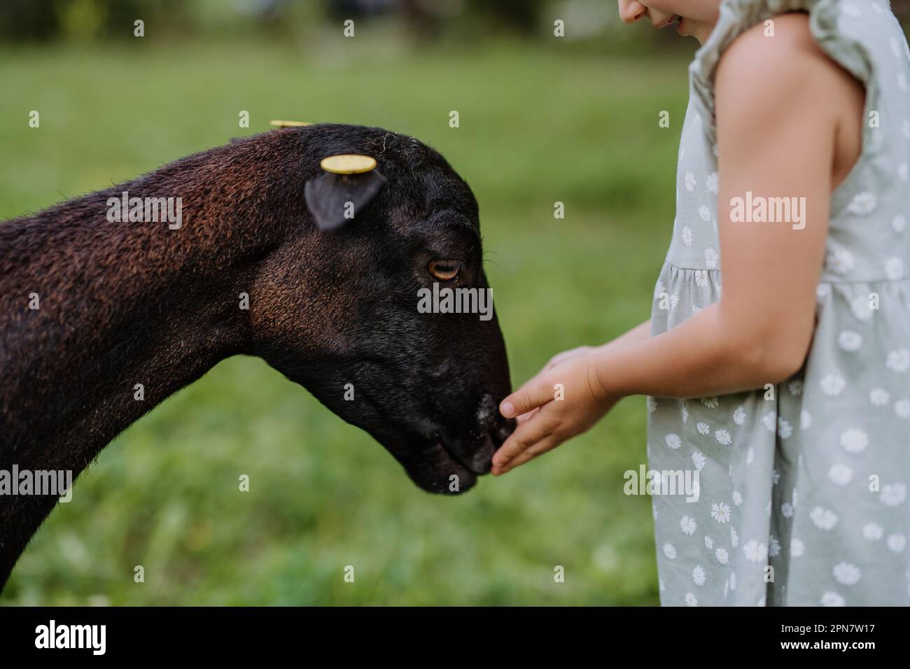 Ein kleines Mädchen mit kamerunischen Schafen draußen auf der Wiese. Stockfoto