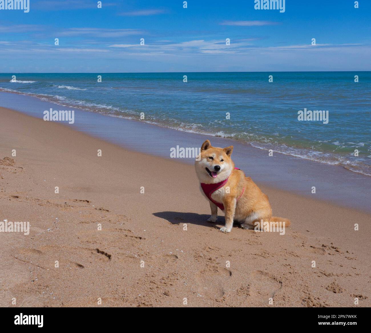 Shiba Inu Welpe und sein Freund gestreiften Kätzchen Stockfoto