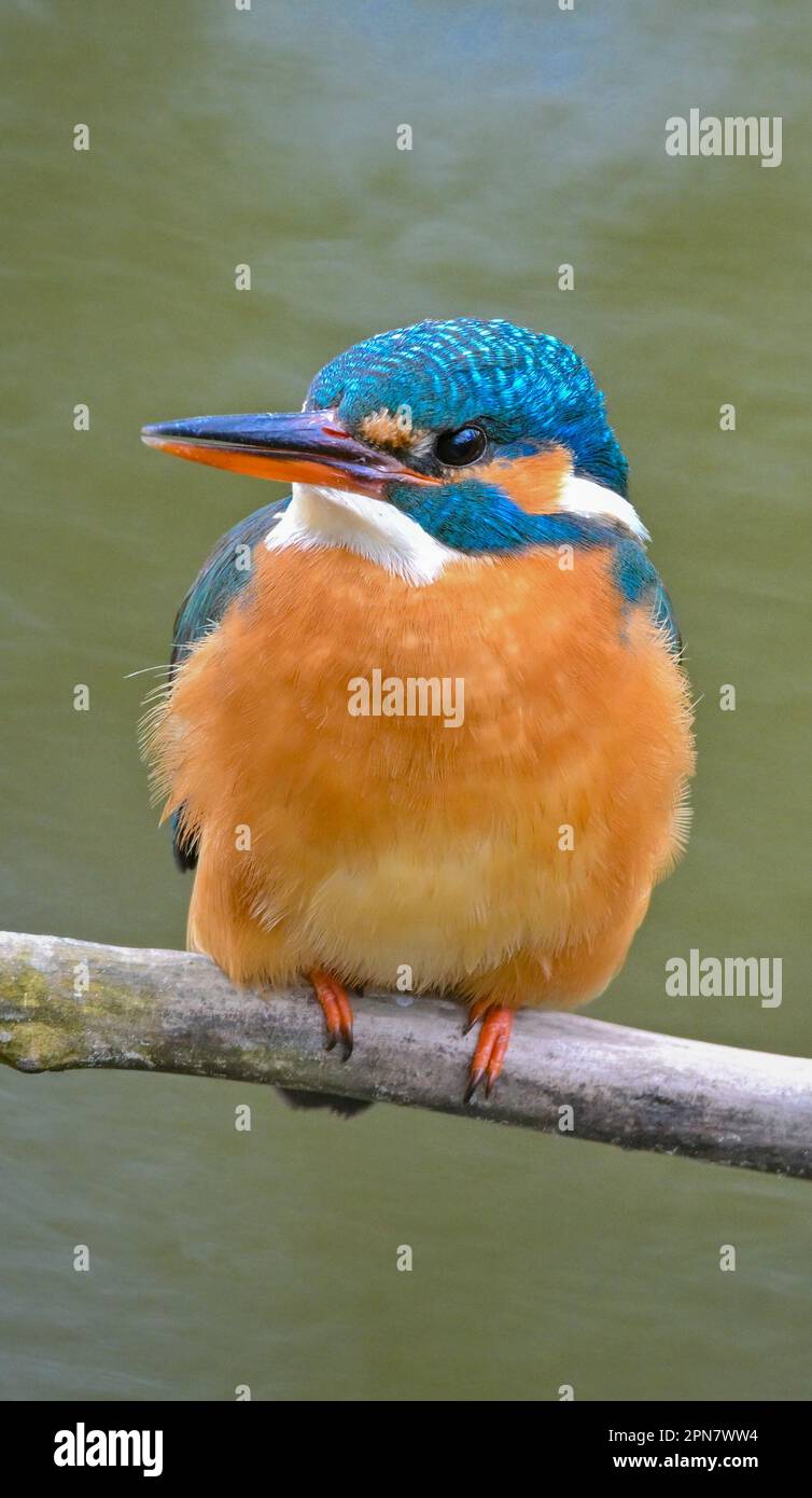 06. April 2023, Brandenburg, Kersdorf: Ein Königsfischer (Alcedo atthis) sitzt auf einem Zweig am Ufer der Spree. Der Königsfischer ist wahrscheinlich eine der umwerfendsten einheimischen Vogelarten. Aufgrund seiner bunten Federn wird der Vogel auch als Juwel der Luft bezeichnet. Foto: Patrick Pleul/dpa Stockfoto