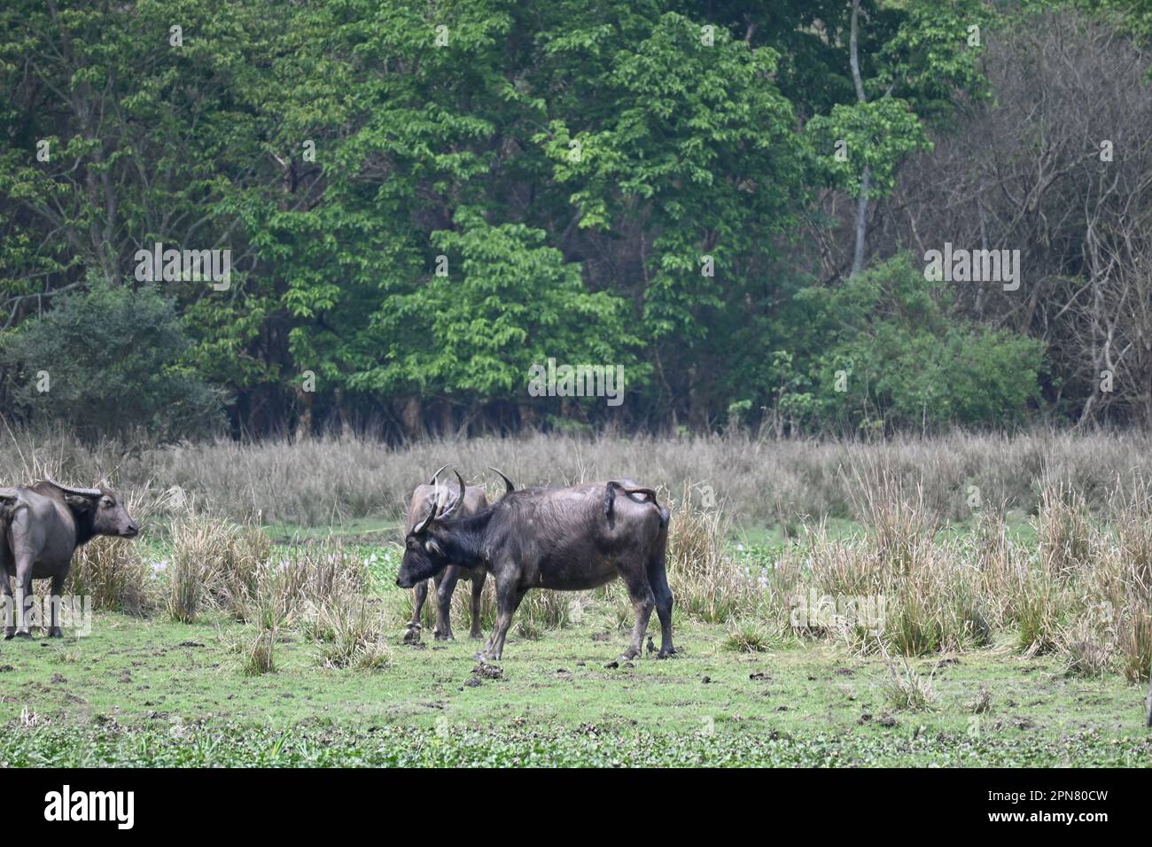 Wilde Büffel ruhen sich in einem offenen Dschungelgebiet aus Stockfoto