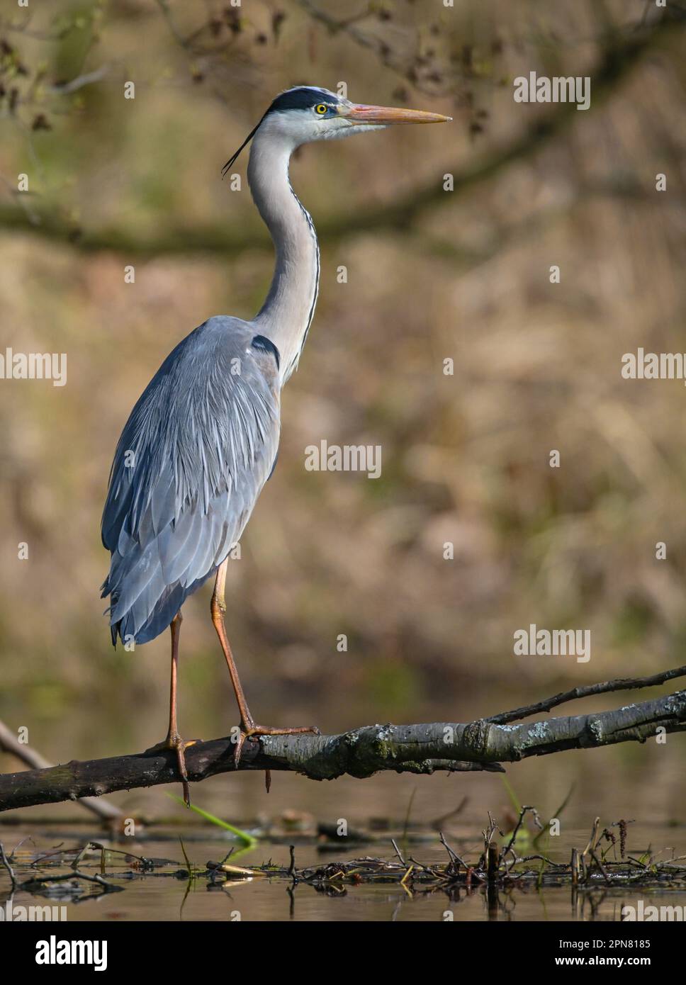 05. April 2023, Brandenburg, Kersdorf A Grey Heron (Ardea cinerea) im
