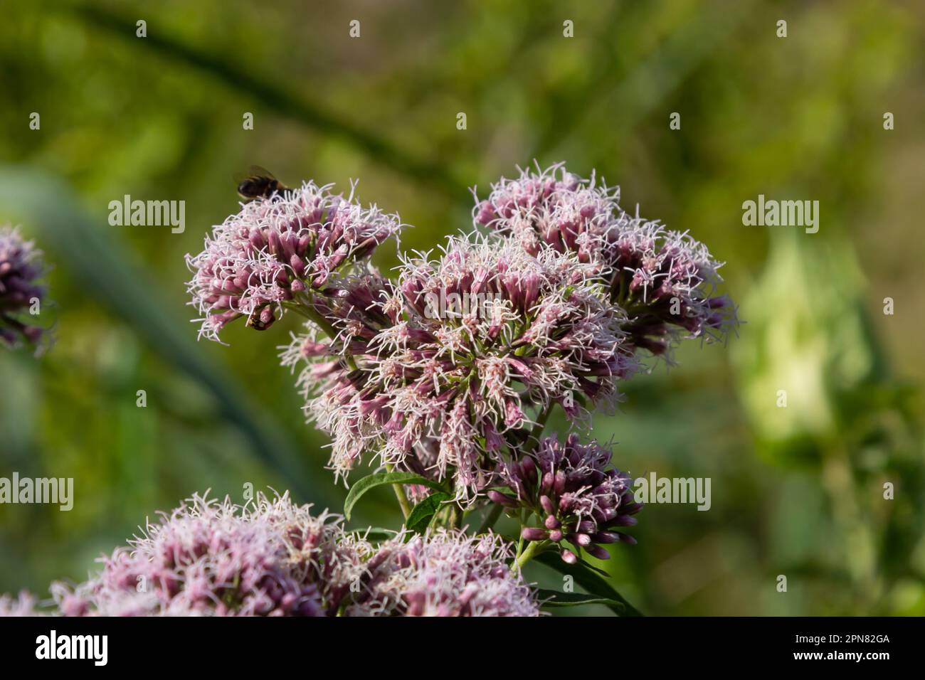 Eupatorium blüht in einem Sommergarten. Eupatorium Cannabinum Lokale Namen Davnik, Hanf, Hundehanf usw. ist eine mehrjährige, krautige Pflanze des AS Stockfoto