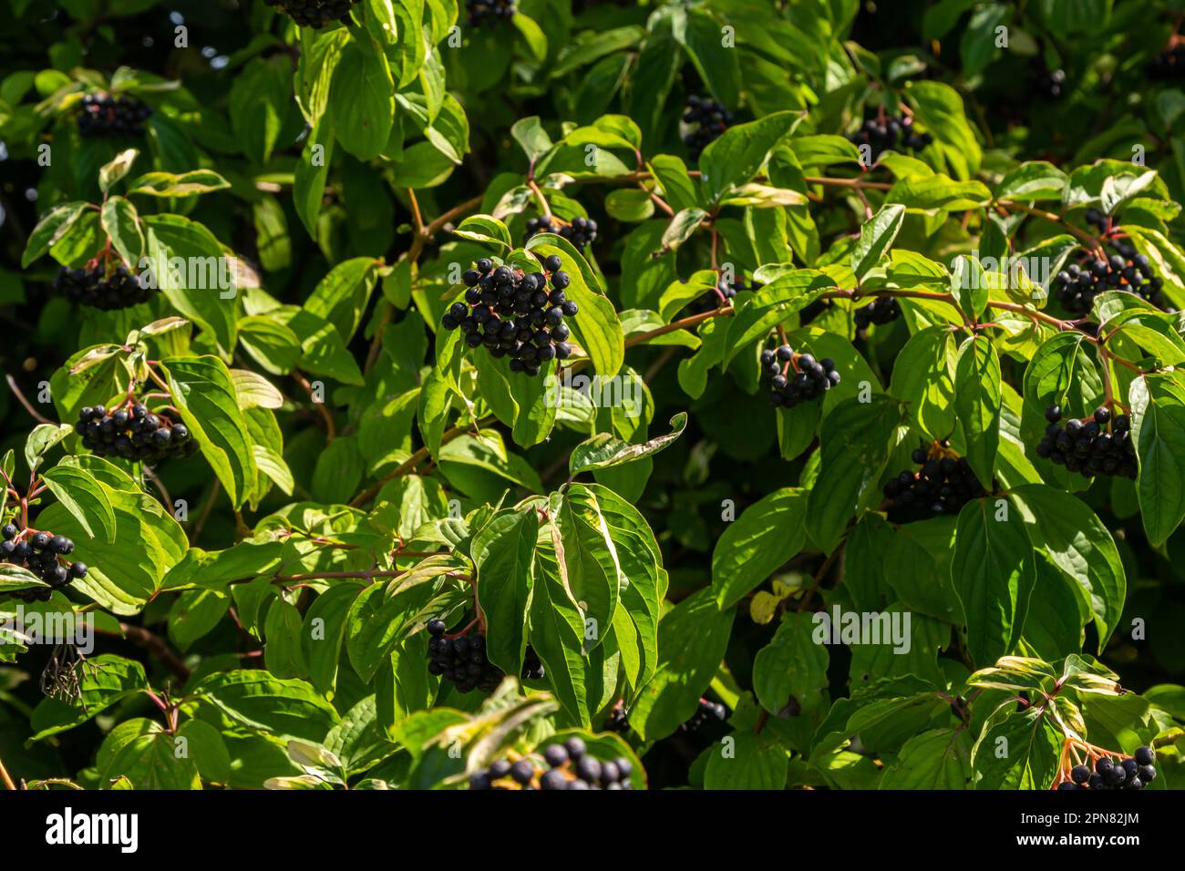 Cornus sanguinea ist eine mehrjährige Pflanze der Sodfamilie. Ein hoher Strauch mit kleinen Blumen und schwarzen, ungenießbaren Beeren. Der Turf-Brunnen wird als Schmuck angebaut Stockfoto