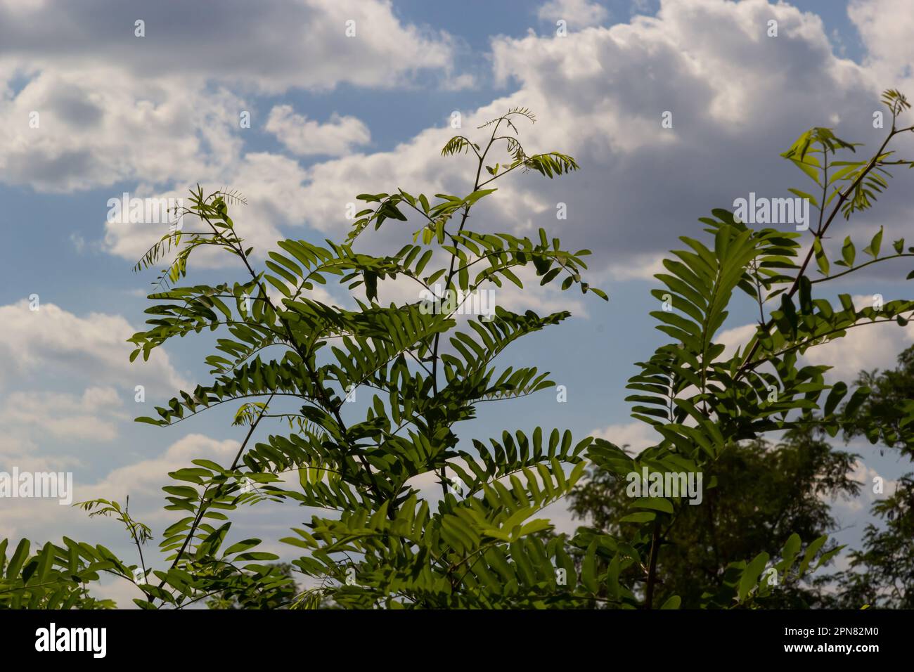 Japanische Akazien oder rosafarbener Seidenbaum der Familie Fabaceae. Zarte grüne Blätter auf dem Zweig des persischen Seidenbaums Albizia julibrissin gegen verschwommenen Rücken Stockfoto