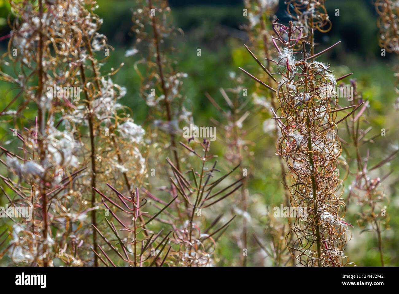 Verwelkte Blumen Feuerweed in den Wäldern mit ungewöhnlichen Formen. Herbstliche Naturwunder. Stockfoto