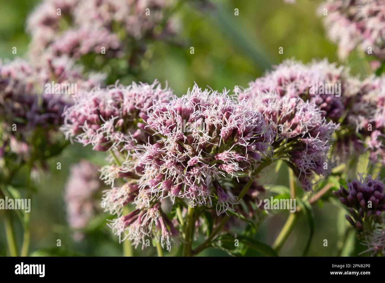 Eupatorium blüht in einem Sommergarten. Eupatorium Cannabinum Lokale Namen Davnik, Hanf, Hundehanf usw. ist eine mehrjährige, krautige Pflanze des AS Stockfoto