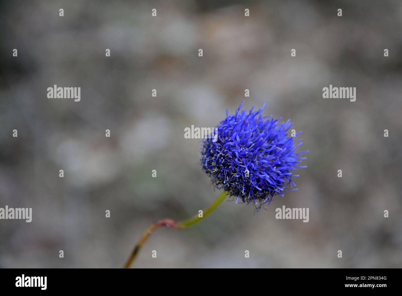 Nahaufnahme einer hellen bläulich-violetten Blüte einer Blume (Globularia). Horizontales Bild mit selektivem Fokus, verschwommenem Hintergrund und Kopierbereich Stockfoto