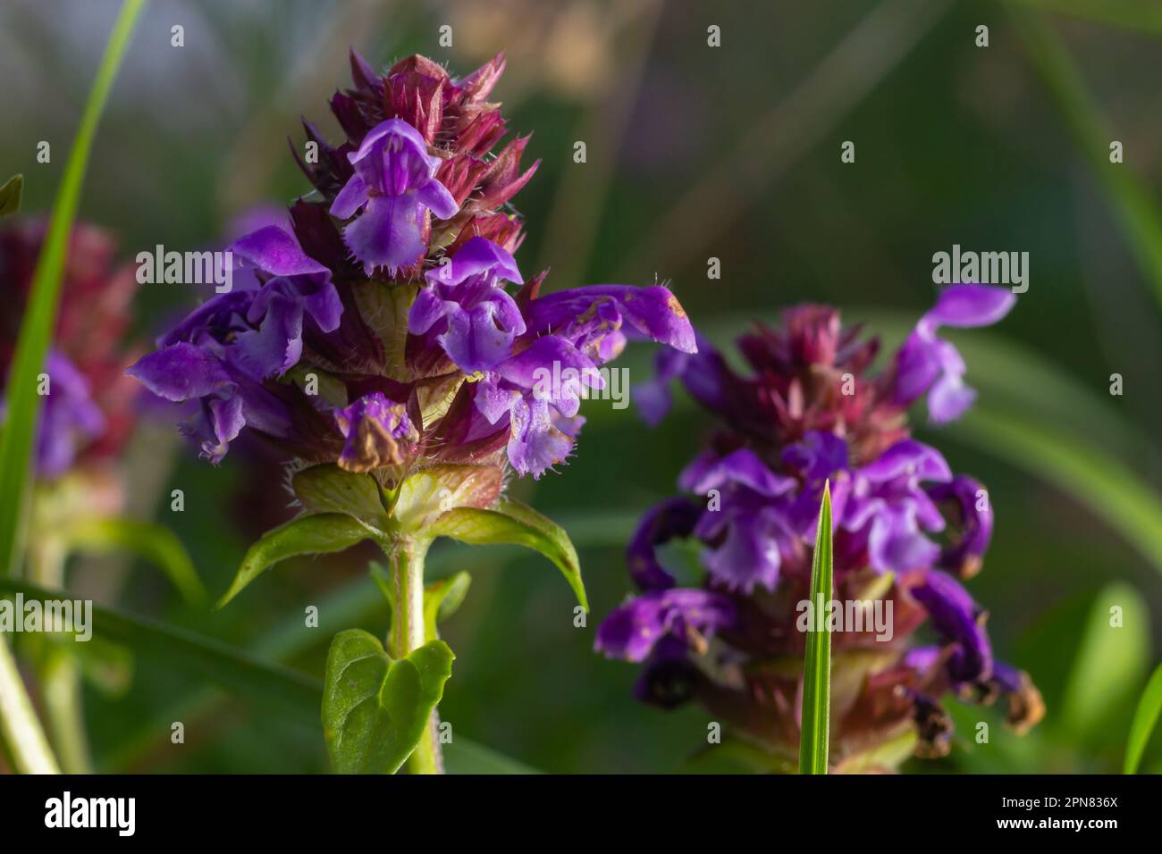 Schöne Prunella vulgaris wachsen auf einer grünen Wiese. Natur leben. Stockfoto