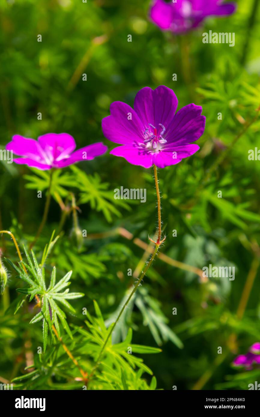 Violette Blüten von Wild Geranium maculatum aus nächster Nähe. Frühling Natur, Frühling Garten. Geranium maculatum, die wilde Geranium, ist eine mehrjährige Pflanze aus der Heimat Stockfoto