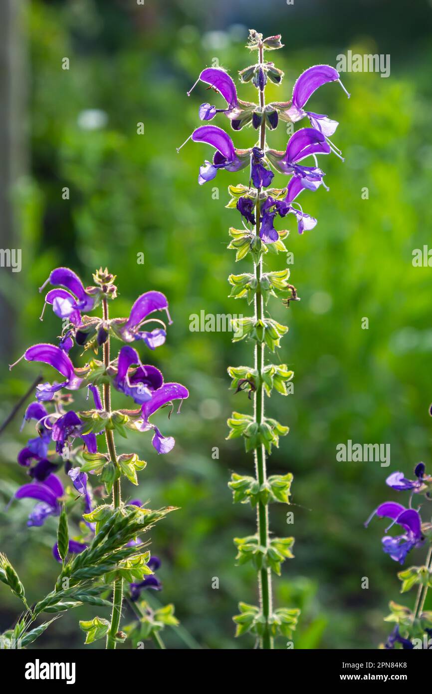 Salvia pratensis, die Wiesenklarre oder Wiesensalbei, ist eine Blütenpflanzenart der Familie Lamiaceae, die in Europa, Westasien und Norther heimisch ist Stockfoto