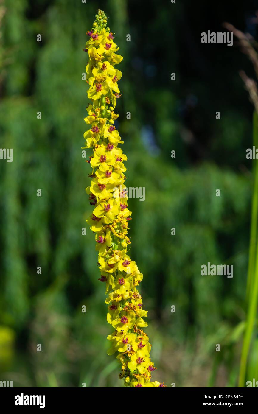 Honigbiene sammelt Pollen auf einer schwarzen Mulleinblüte, verbascum nigrum. Seitenansicht mit Kopierbereich. Stockfoto