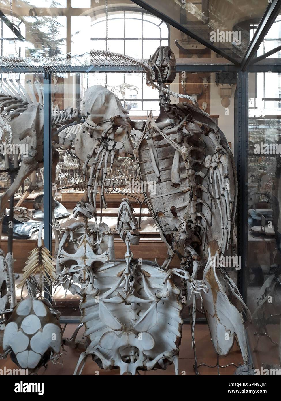 Skelett des Säugetieres, Naturgeschichtliches Museum, Paris, Frankreich. Stockfoto