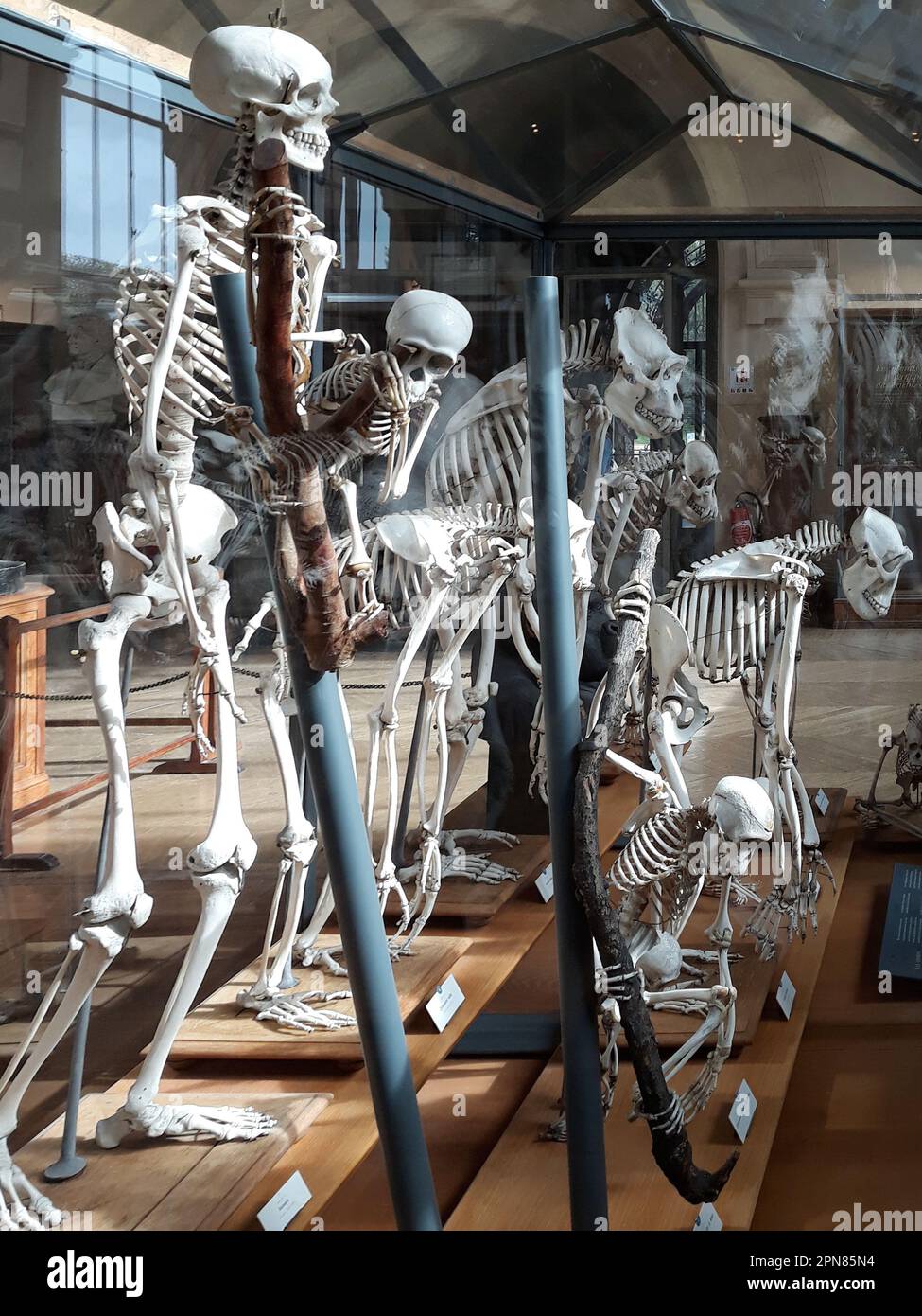 Antikes menschliches Skelett Nationalmuseum für Naturgeschichte, Paris, Frankreich Stockfoto