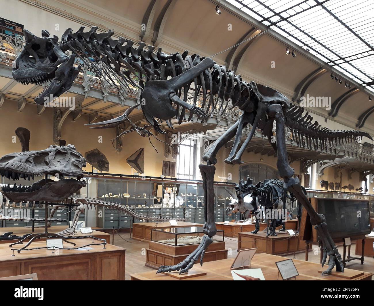 Tyrannosaurus rex Dinosaurierskeletorn, Naturkundemuseum, Paris, Frankreich. Stockfoto