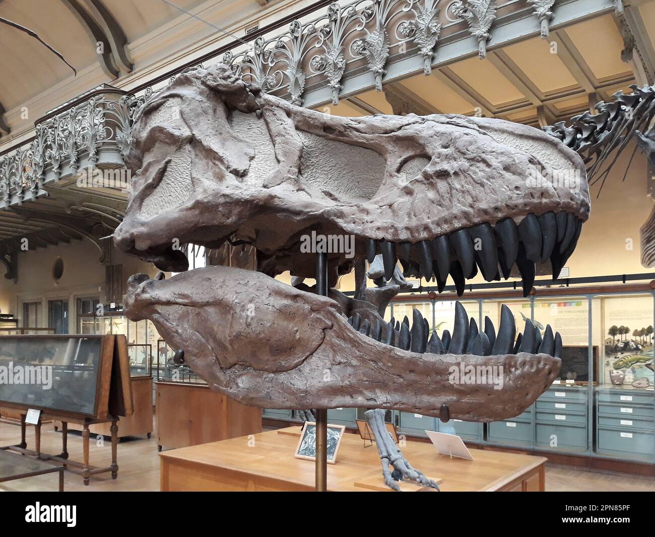 Tyrannosaurus rex Dinosaurierschädel Nahaufnahme, Naturkundemuseum, Paris, Frankreich. Stockfoto