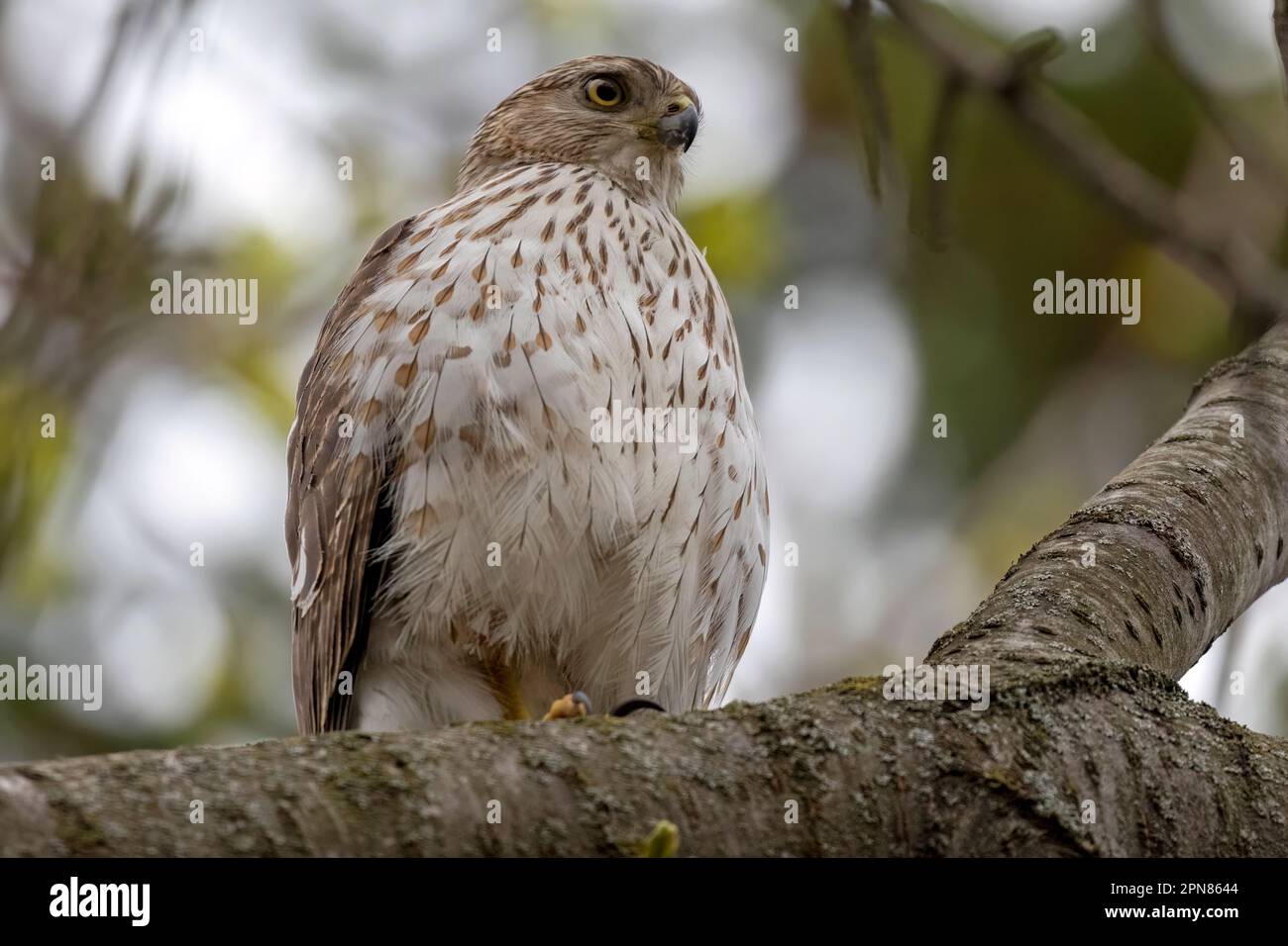 Ein junger Cooper's Hawk, der im Frühling in einem Baum im Südwesten Ontario, Kanada, thront. Stockfoto