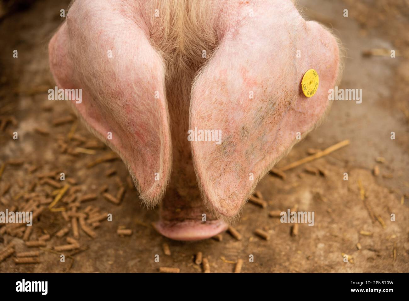 Gelber Anhänger im Ohr des Pedigree Wesh-Schweins Stockfoto