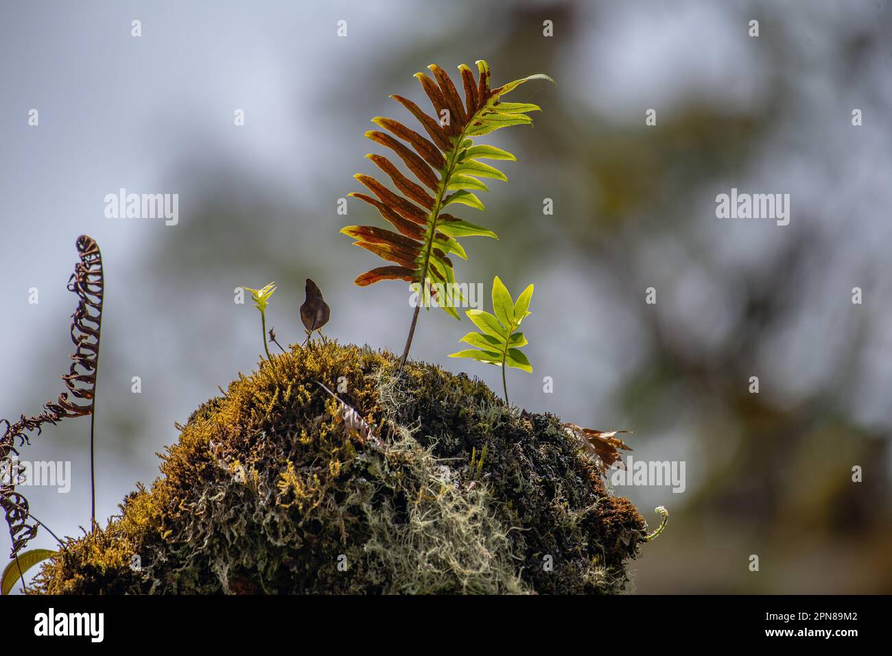 Farn auf einem stark mossigen Baumstamm Stockfoto