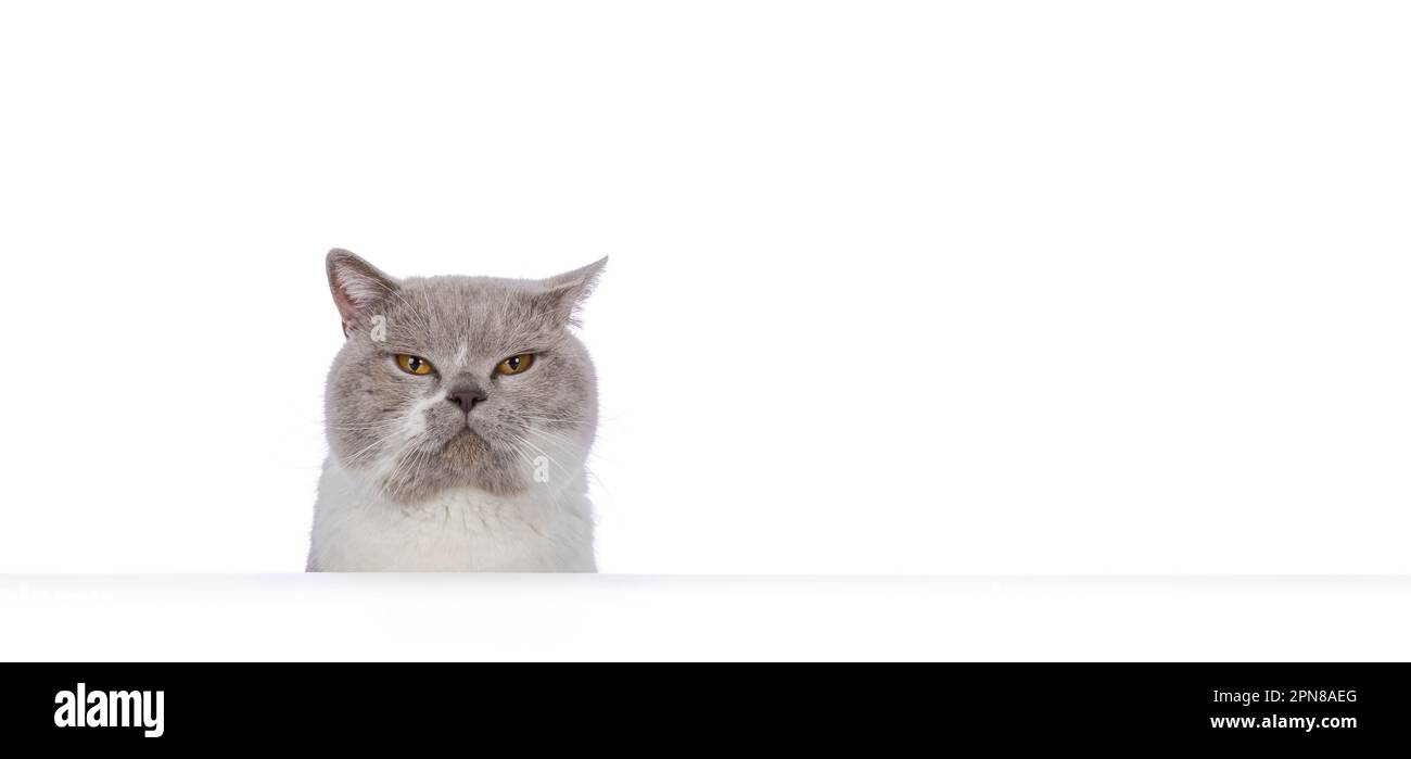 Komischer Kopfschuss eines erwachsenen männlichen britischen Shorthair-Katzens, der hinter einer Kante piepst. Er sieht genervt in die Kamera. Isoliert auf weißem Hintergrund. Stockfoto