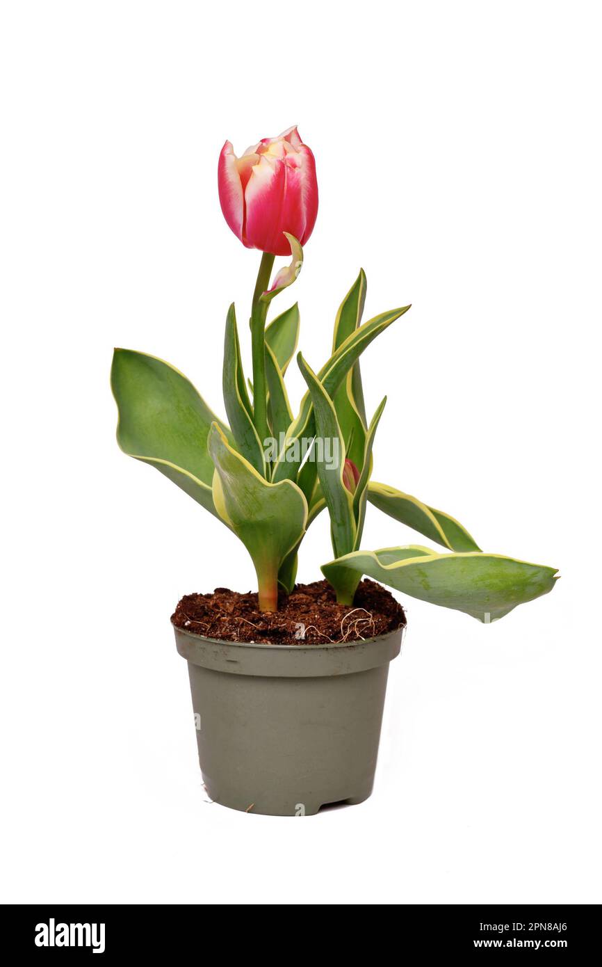 Pinkfarbene Tulpe „Tulipa Red Sparks Toplips“ mit pinkfarbenen Spitzen und weißen Spitzen in Blumentopf auf weißem Hintergrund Stockfoto