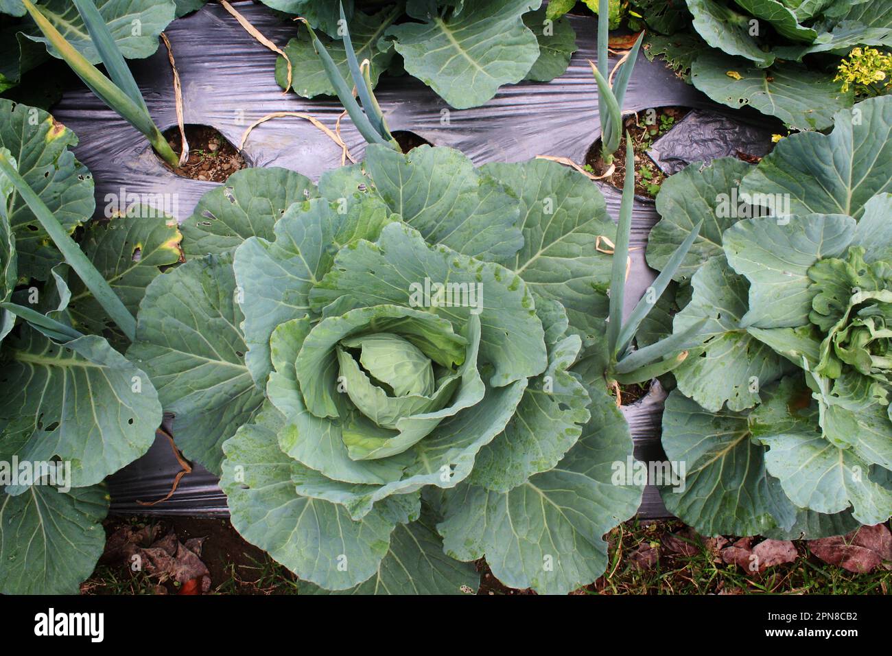 Junge Grünkohlköpfe wachsen auf mit Kunststoffmulch bedeckten Böden auf einem Bauernhof Stockfoto