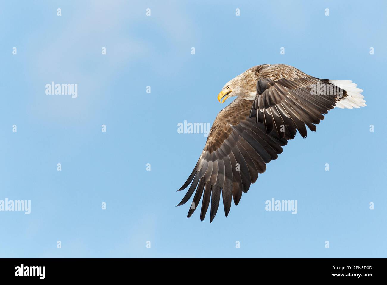 Weißschwanzadler (Haliaeetus albicilla) im Flug, in der Luft mit ausgestreuten Flügeln. Rausu, Menashi, Hokkaido, Japan Stockfoto