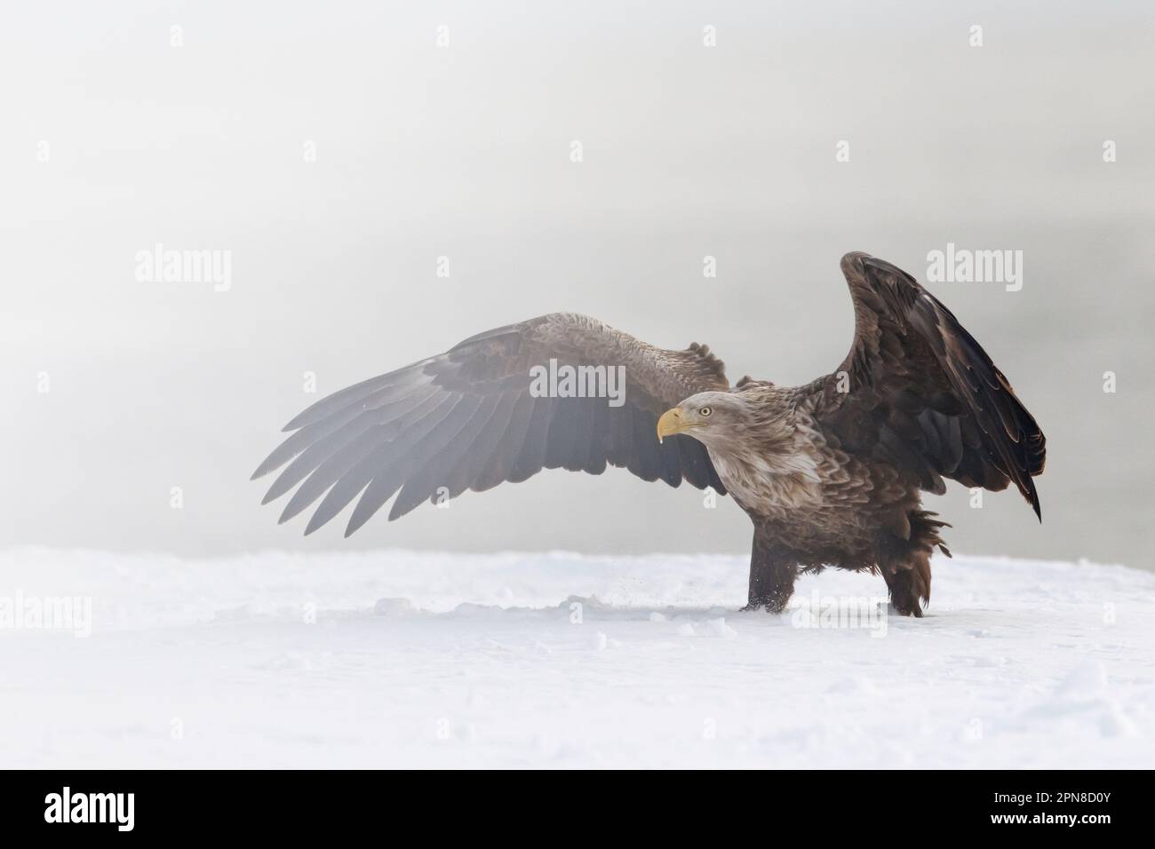 Weißschwanzadler (Haliaeetus albicilla), der einen anderen Adler bedroht, dessen Flügel auf Schnee gespreizt sind. Rausu, Menashi, Hokkaido, Japan Stockfoto