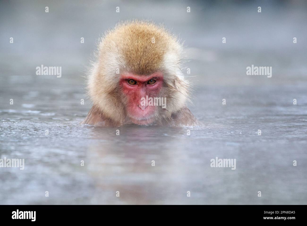 Der Schneeaffe (Macaca fuscata) sitzt im heißen Quellwasser, nur über dem Wasser. Dampf kommt aus Wasser. Jigokudani Park, Yudanaka. Nagano Japan Stockfoto