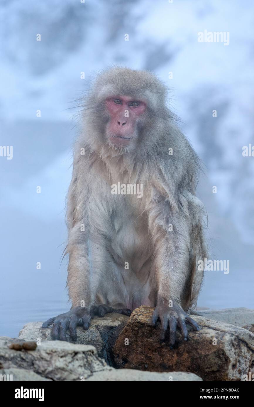 Der Schneeaffe (Macaca fuscata) sitzt auf einem Felsen neben einer heißen Quelle mit nassem Fell. Gesichtsausdruck sieht in die Kamera. Jigokudani Park, Yudanaka. Nagano Japan Stockfoto