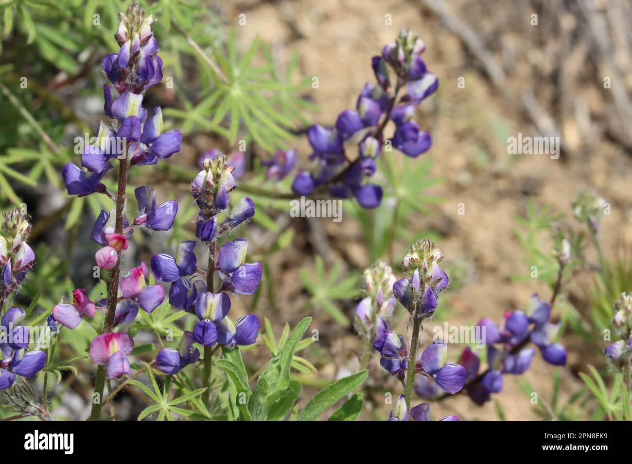 Lila blühende, spiralförmige Blüten von Lupinus Sparsiflorus, Fabaceae, einheimisches Jahreskraut in den Santa Monica Mountains, Frühling. Stockfoto