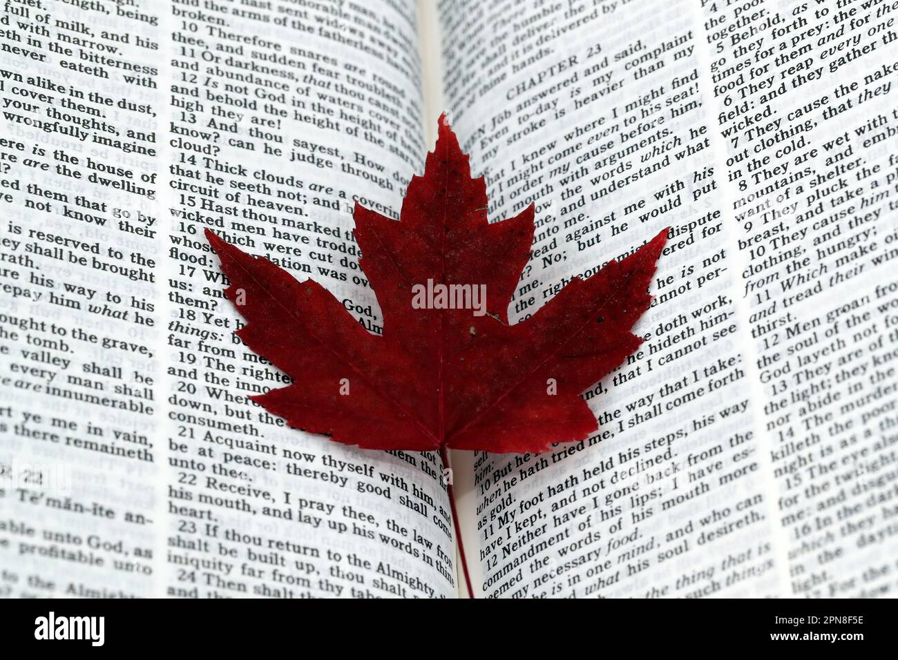 Offene bibel mit rotem trockenem Blatt. Religion und Glaubensbegriff. Stockfoto