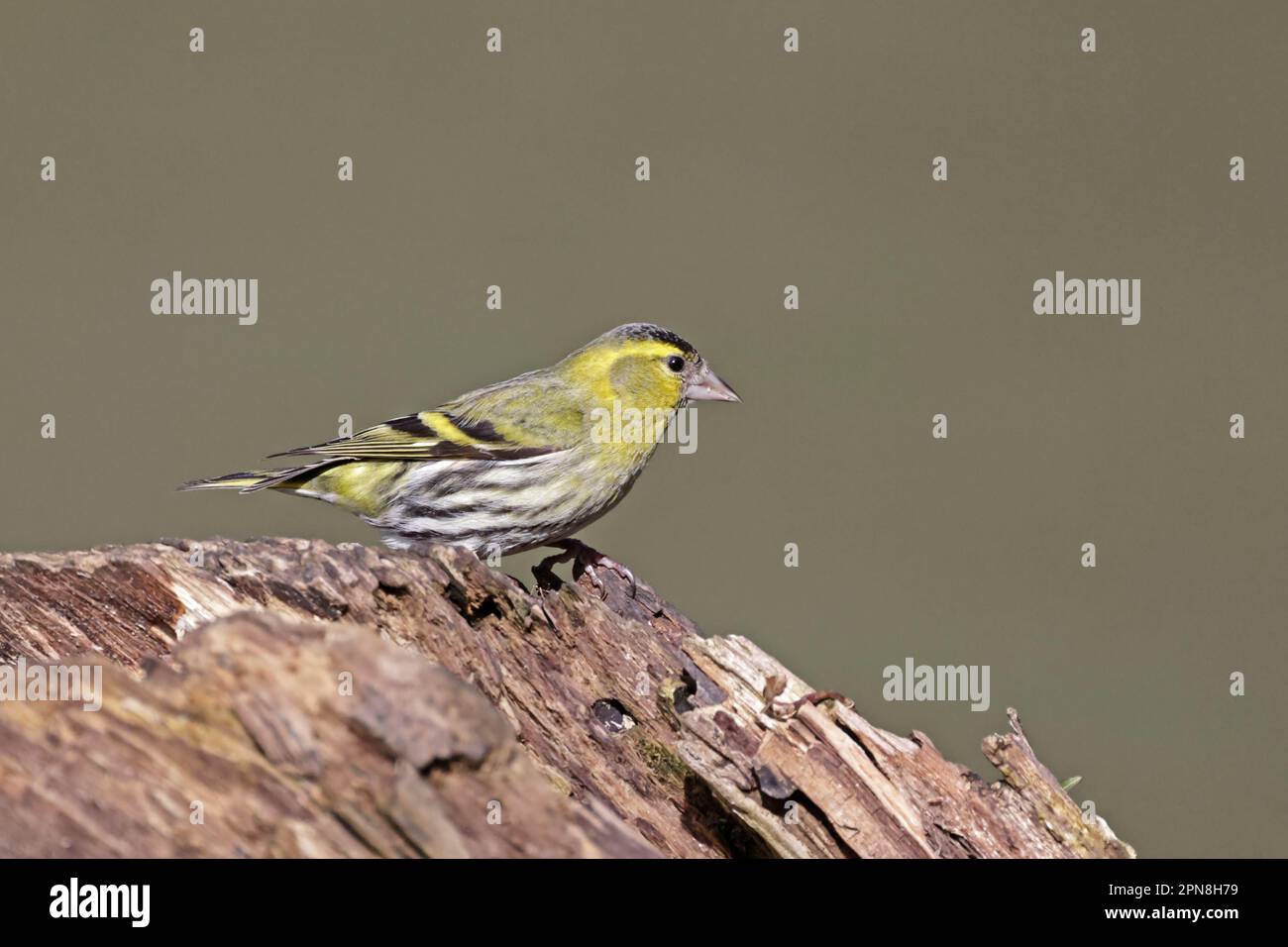 Siskin im Wald von Dean UK Stockfoto