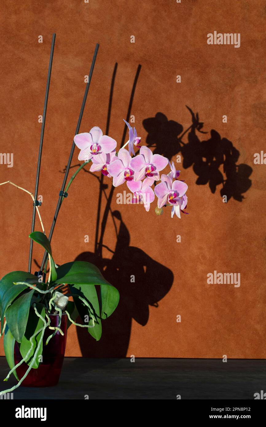 Phalaenopsis-Orchideenbusch in einem Topf mit Schatten Stockfoto