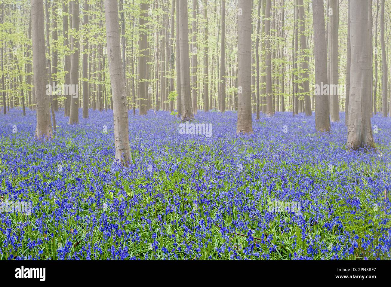 Blauflächen (Endymion nonscriptus) in Blüten im Buchenwald im frühen Morgennebel im Frühling, Hallerbos / Bois de Hal / Halle Wald, Belgien Stockfoto