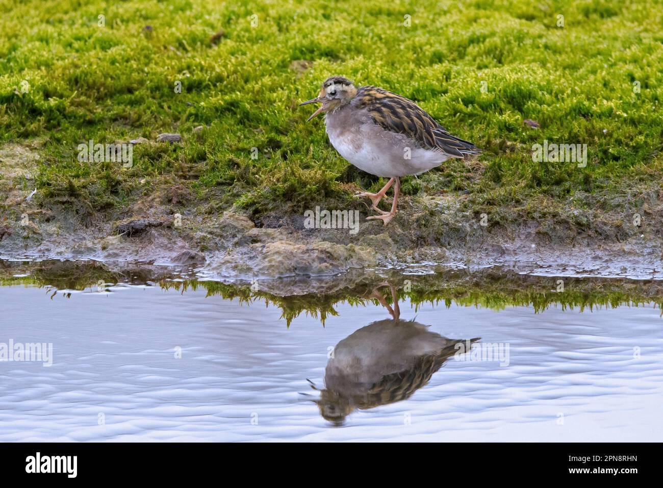 Rote Phalarope / junge graue Phalarope (Phalaropus fulicarius) Jungfische, die im Sommer vom Seeufer aus anrufen, Svalbard / Spitsbergen, Norwegen Stockfoto