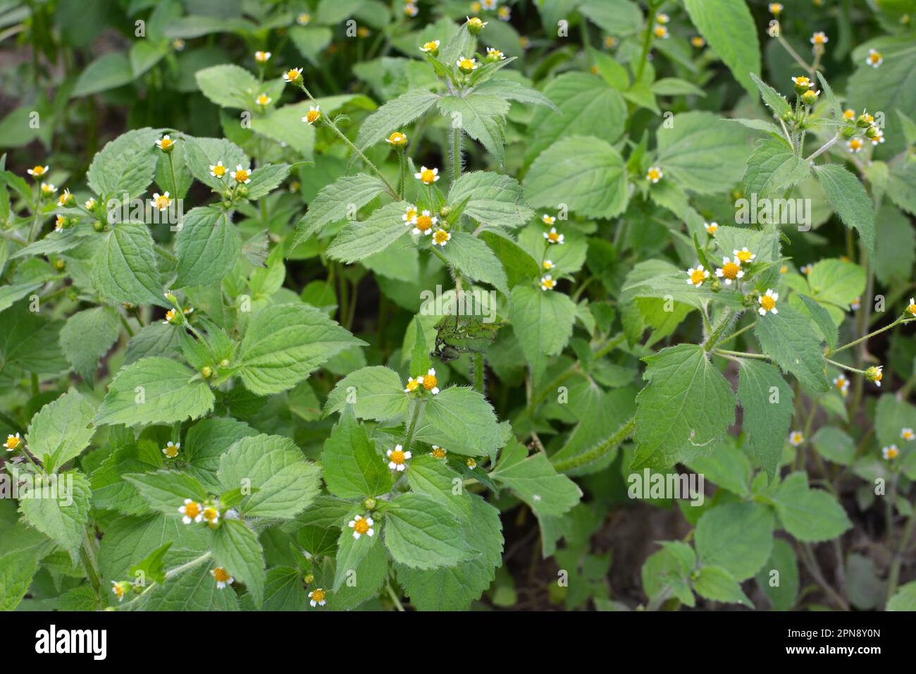 Eine der Unkrautspezies blüht auf dem Feld - Galinsoga parviflora Stockfoto