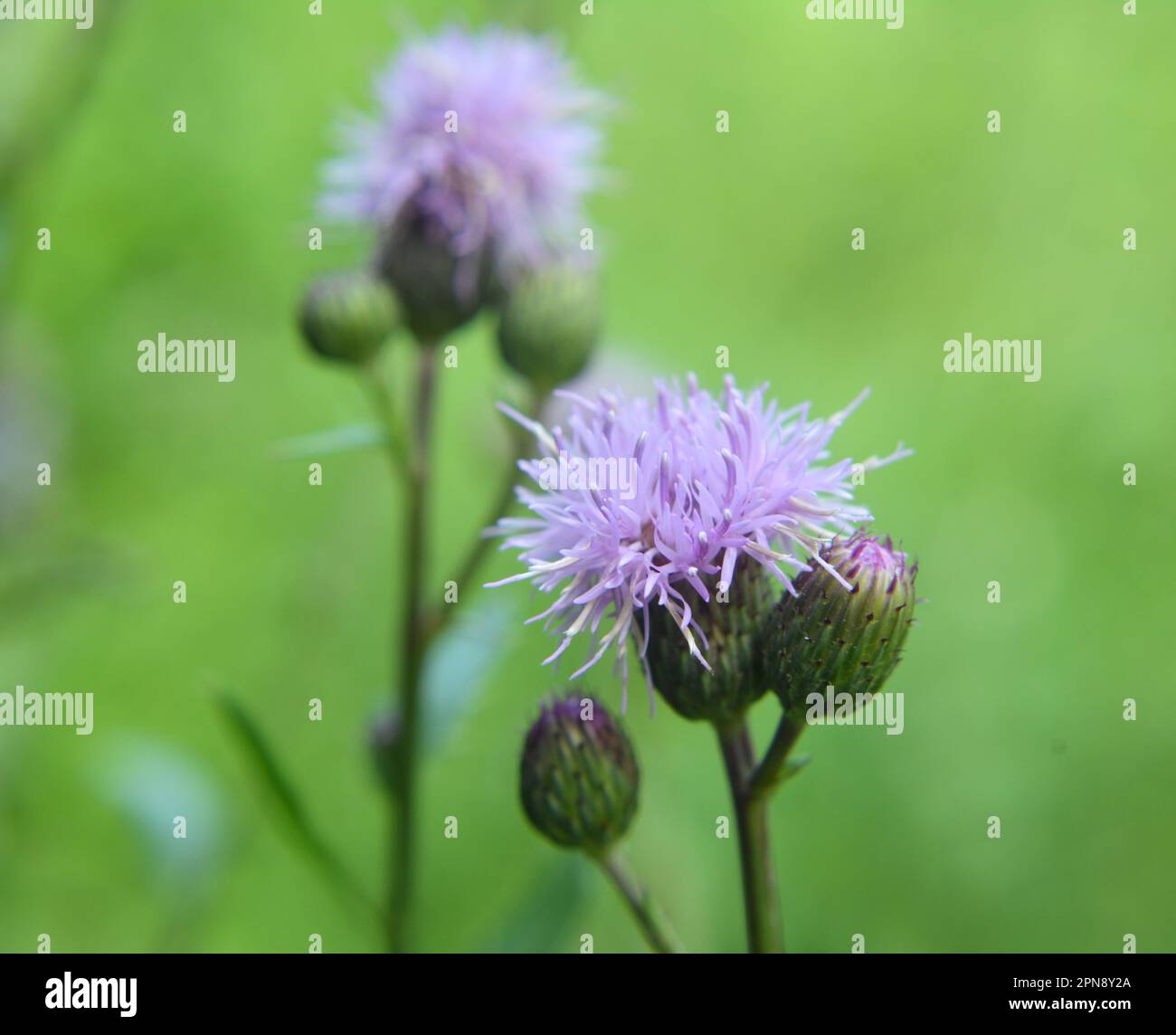 Unter den Wildkräutern wächst und blüht das Distelfeld (Cirsium arvense) Stockfoto